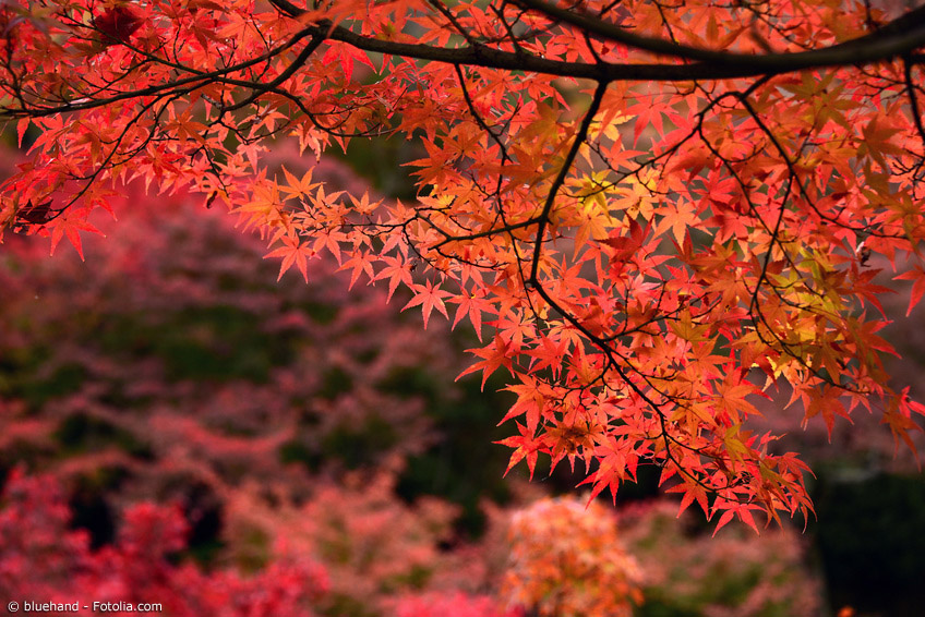 momiji01-copyright (1)